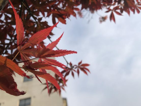 校园一角之美